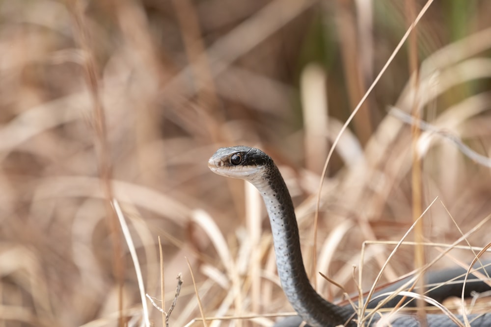 a close up of a snake in the grass