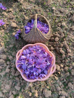 Workers harvesting fresh saffron flowers in the early morning light.