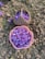 Two baskets filled with vibrant purple saffron flowers are placed on a dirt field. The ground is uneven, with patches of green grass and scattered saffron blooms.