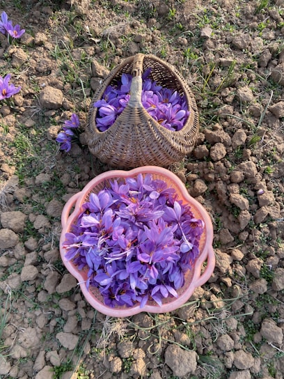 Two baskets filled with vibrant purple saffron flowers are placed on a dirt field. The ground is uneven, with patches of green grass and scattered saffron blooms.