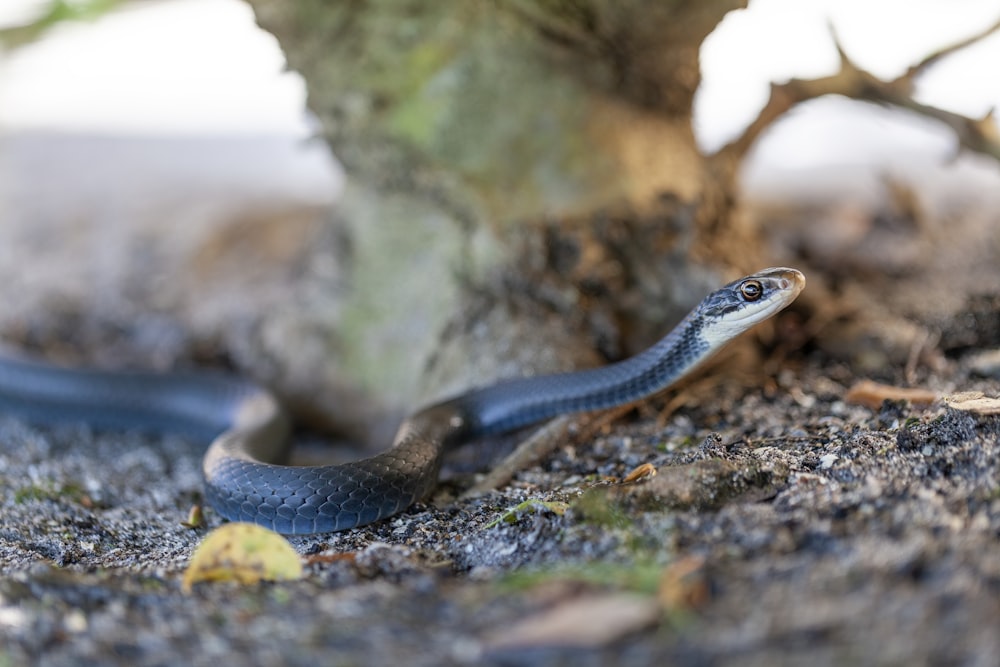 Una serpiente azul está en el suelo junto a un árbol