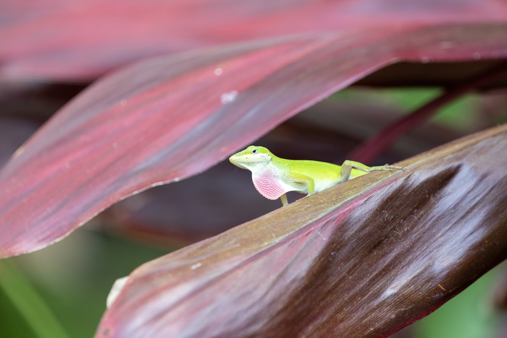 une petite grenouille verte assise au sommet d’une feuille