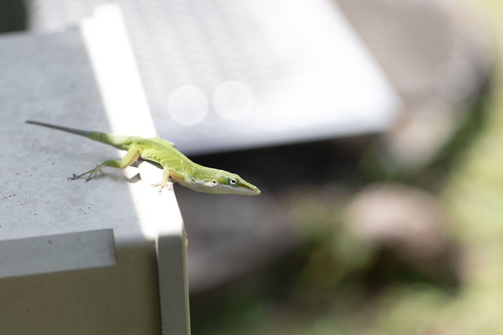 Um pequeno lagarto está sentado na borda de um banco