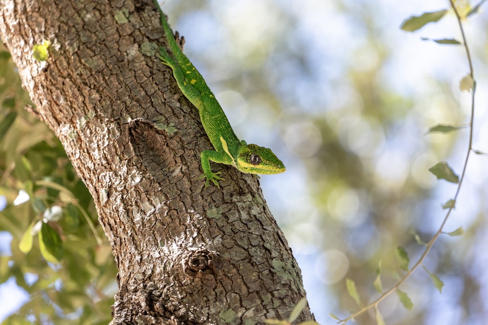 un lézard vert assis sur une branche d’arbre