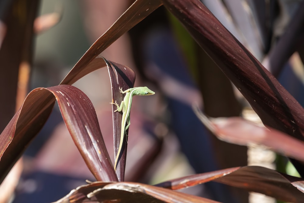 um pequeno lagarto verde sentado em cima de uma planta frondosa