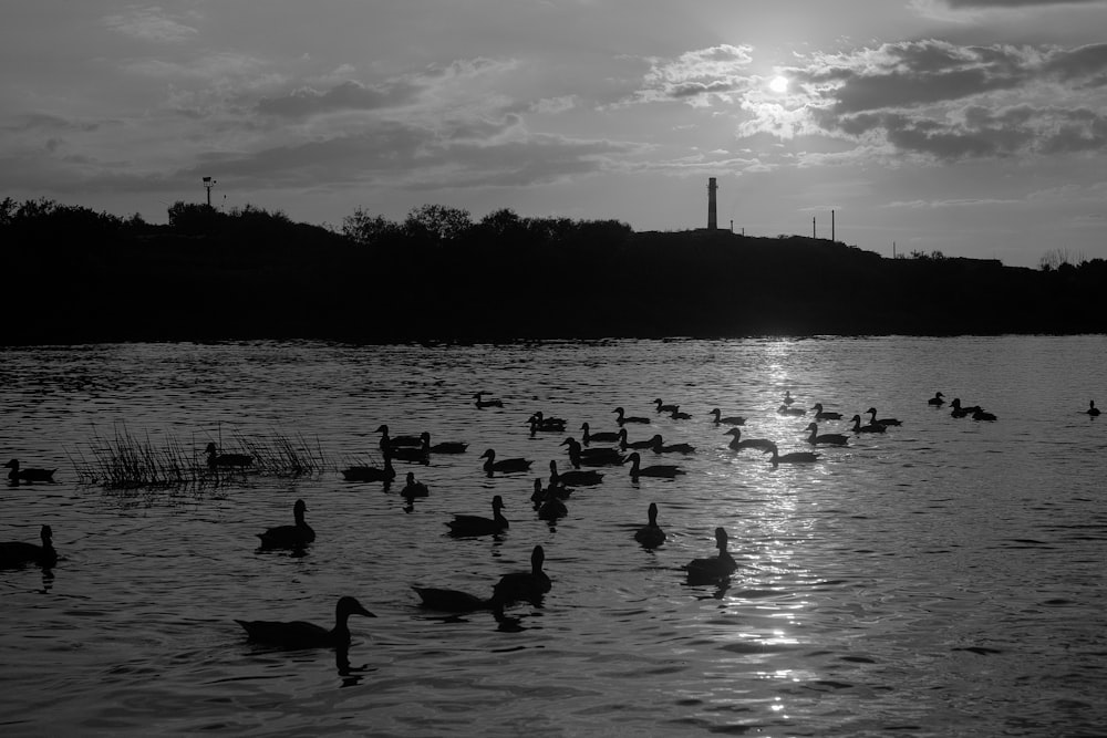 a flock of ducks floating on top of a lake