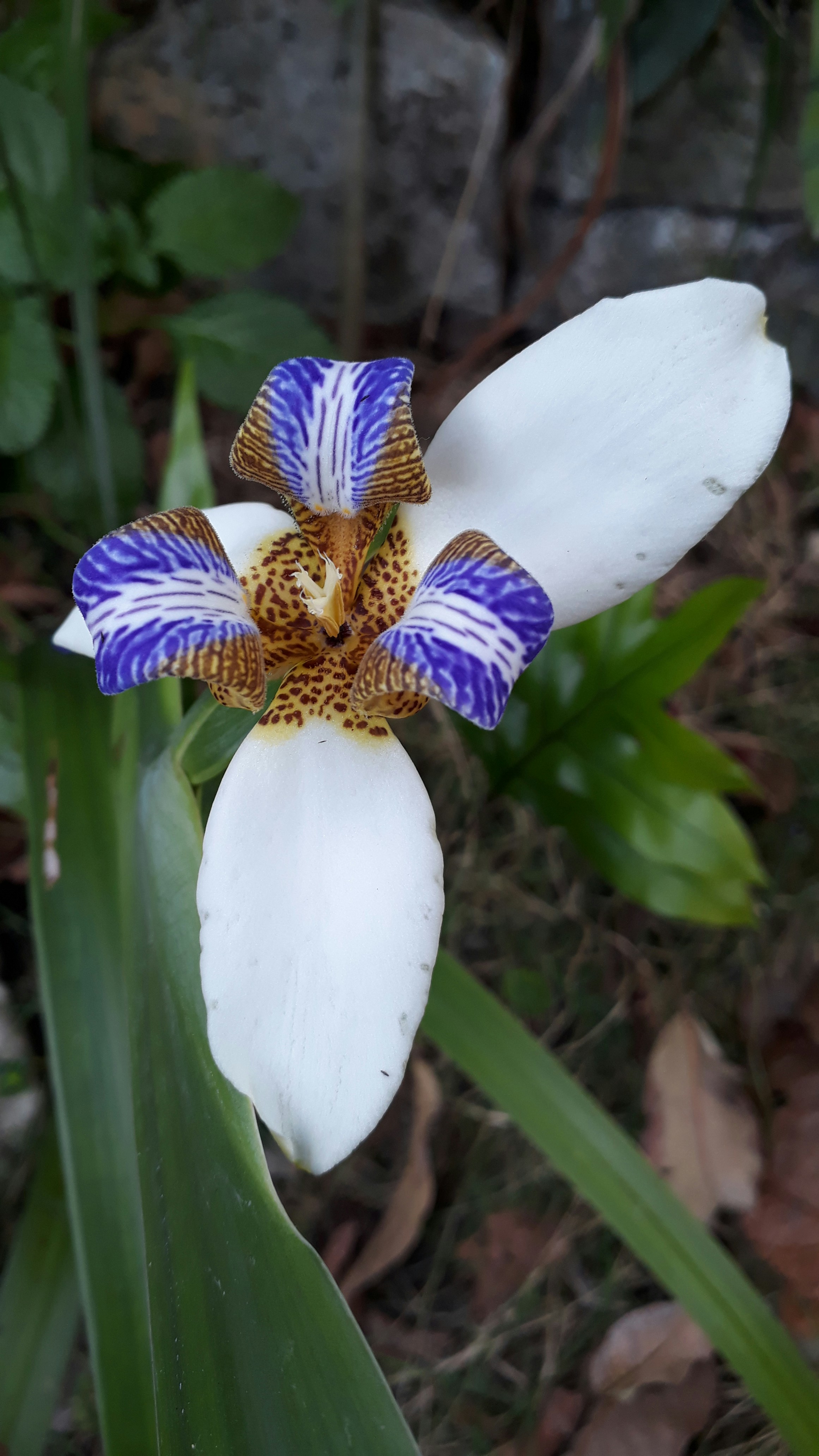 Photo by arquipetrus