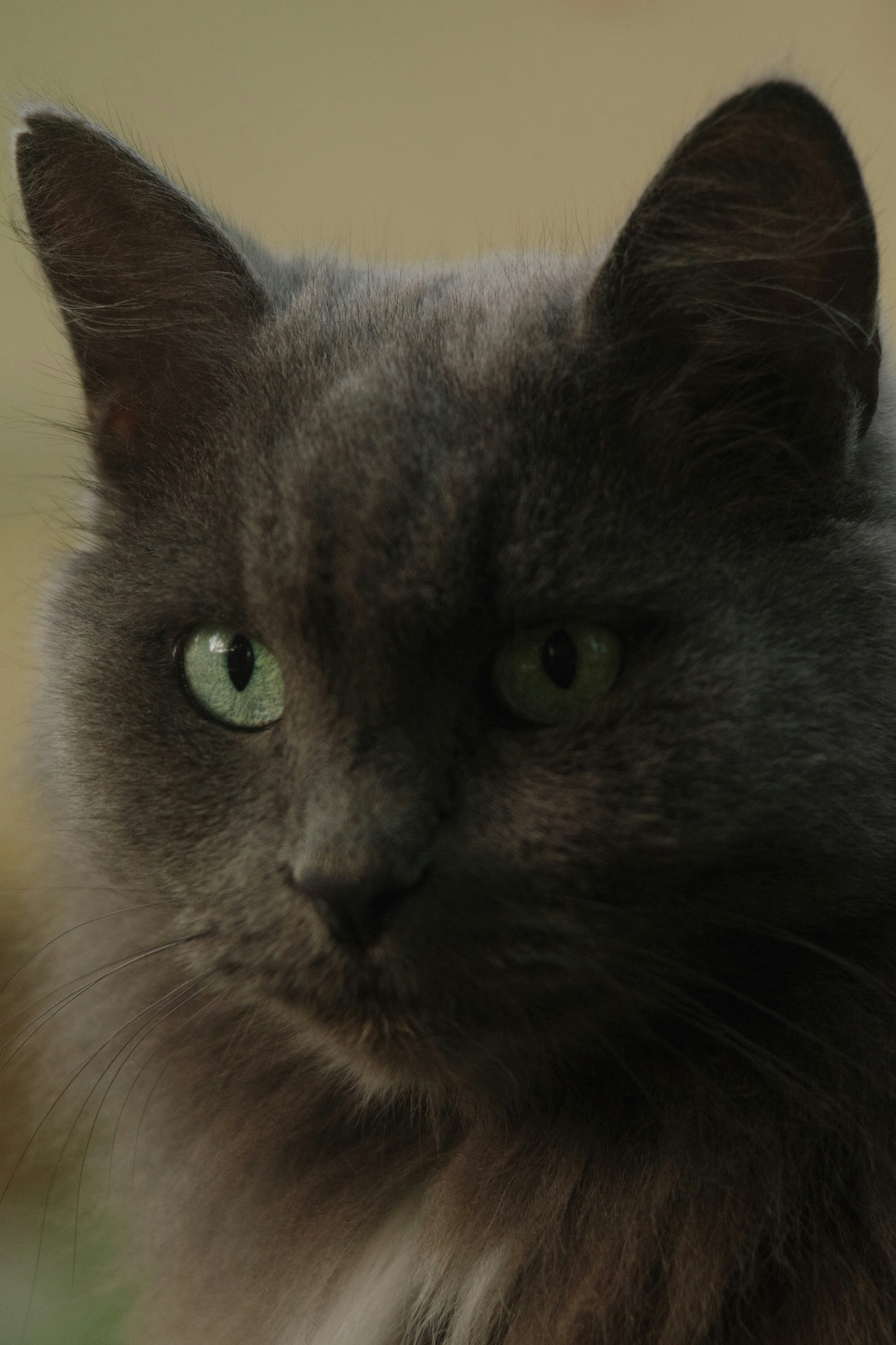 Un primer plano de un gato blanco con ojos verdes foto – Imagen de Gato  gratuita en Unsplash, image size:3000x4500