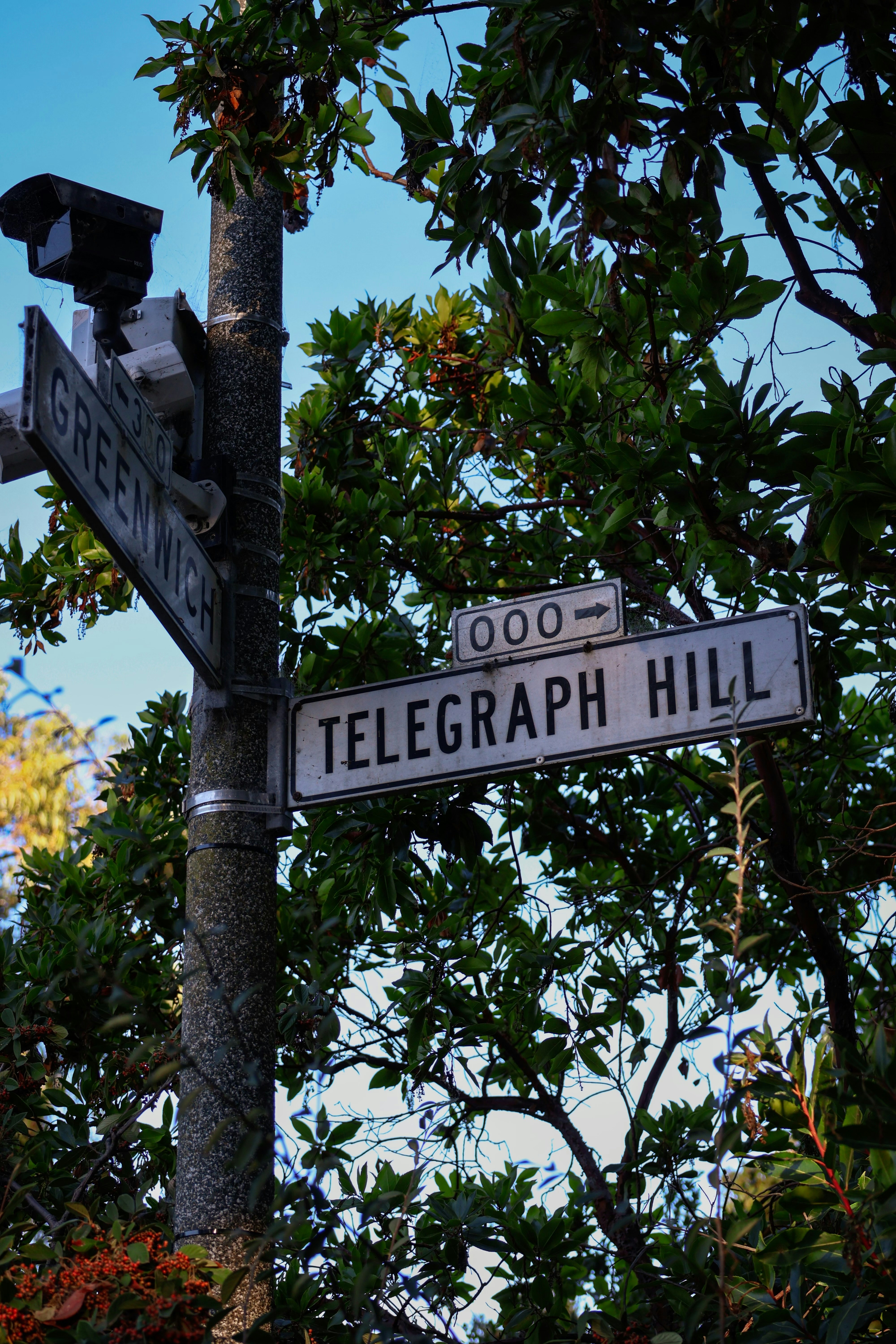 a street sign on a pole next to a tree