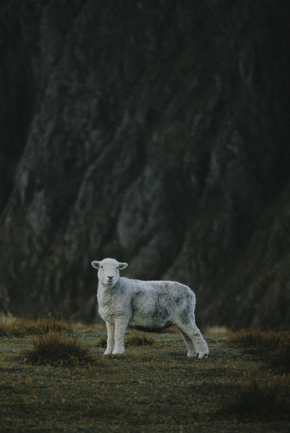 uma ovelha branca em pé no topo de um campo coberto de grama