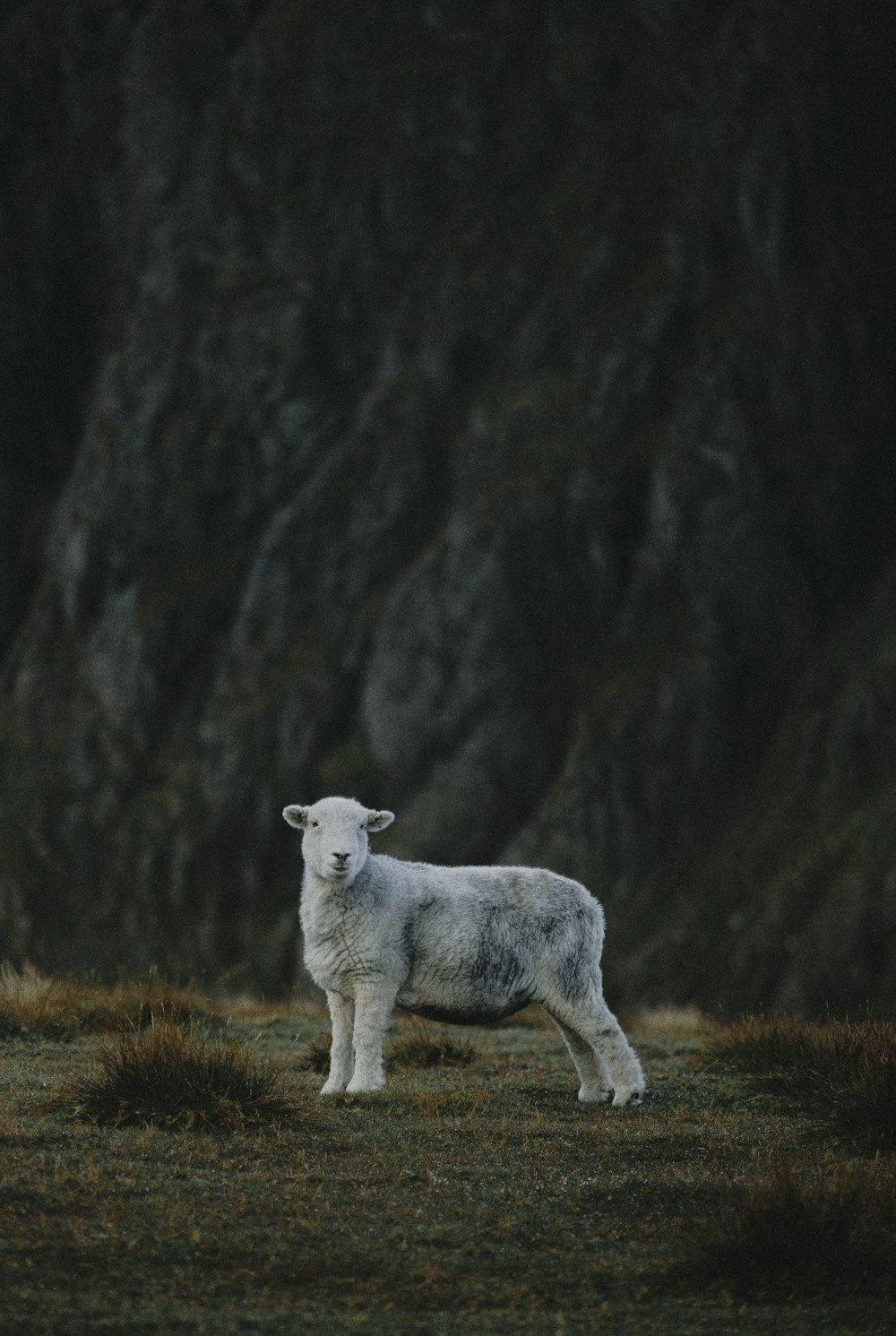 a white sheep standing on top of a grass covered field