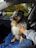 A fluffy dog with blue eyes and a black, white, and tan coat sits on a blue blanket in a car seat. A human hand is gently petting the dog. The car's interior is visible, with a side mirror showing a green lawn and trees outside, bathed in soft light.