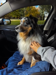 A fluffy dog with blue eyes and a black, white, and tan coat sits on a blue blanket in a car seat. A human hand is gently petting the dog. The car's interior is visible, with a side mirror showing a green lawn and trees outside, bathed in soft light.