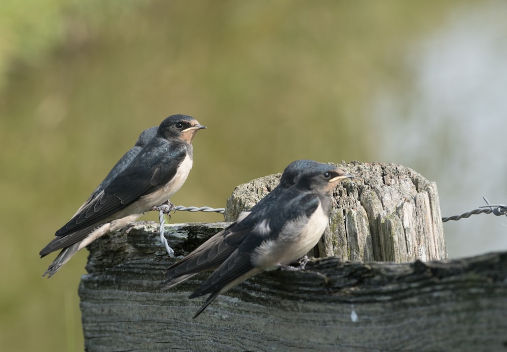a couple of birds sitting on top of a wooden post