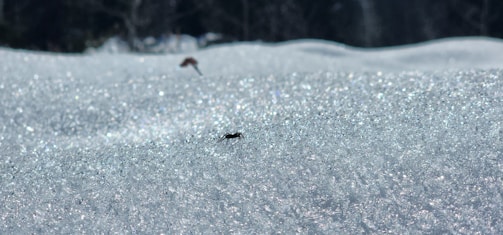 A solitary ant is visible on a glistening, snowy surface with a blurred, darker background suggesting a natural, outdoor setting.