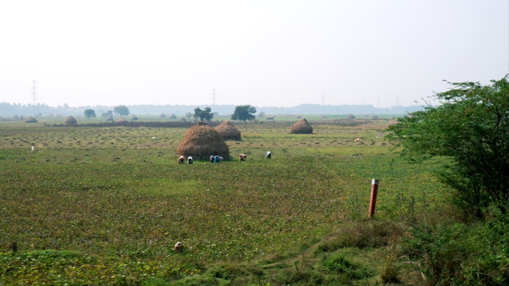 a group of people in a field with hay bales