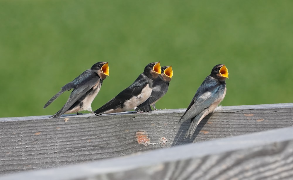 a group of birds sitting on top of a wooden fence