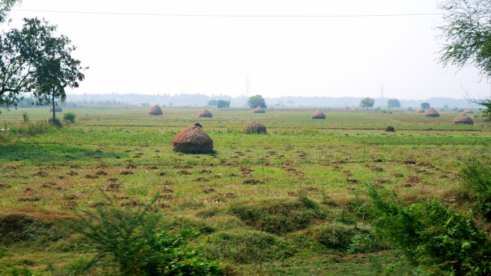 a field full of hay bales with trees in the background