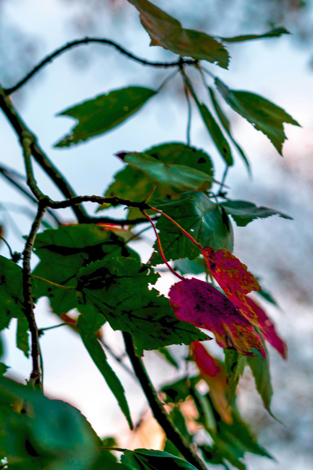 a close up of a leafy tree with a sky in the background