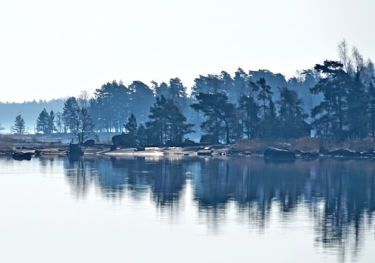 A serene lakeside scene features calm water reflecting a dense forest of tall, dark green pine trees. The misty atmosphere creates a dreamy and tranquil ambiance, with soft light illuminating the landscape.