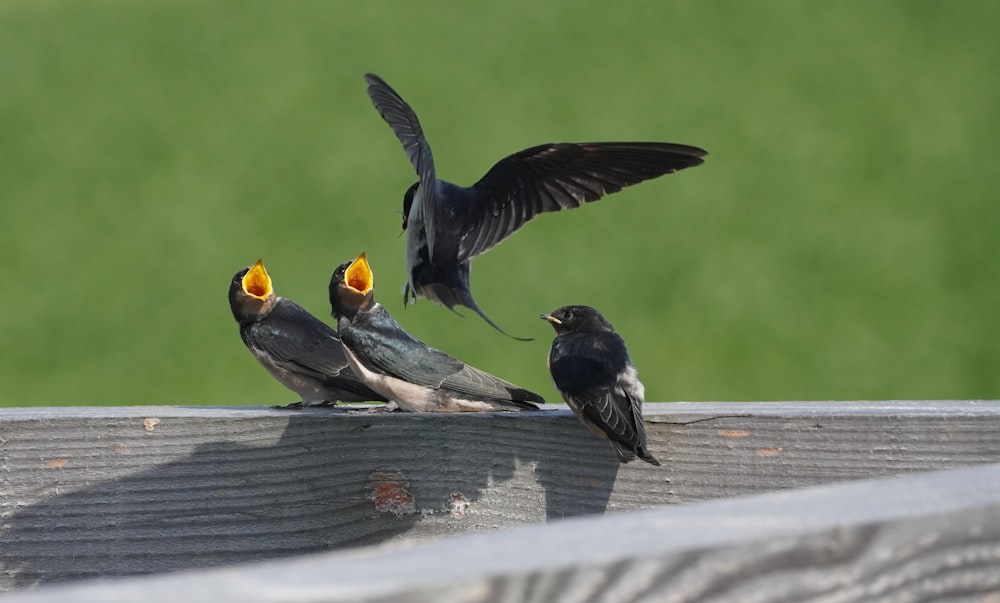 a group of birds sitting on top of a wooden fence