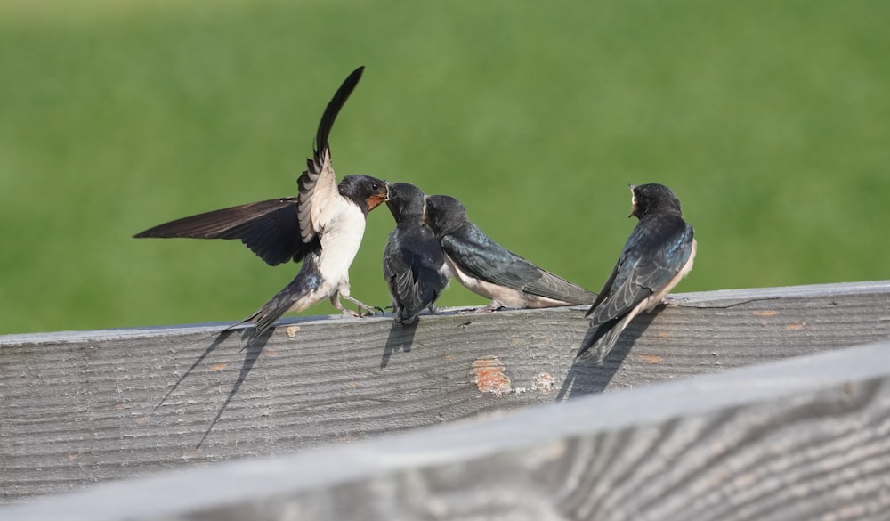 a group of birds sitting on top of a wooden fence