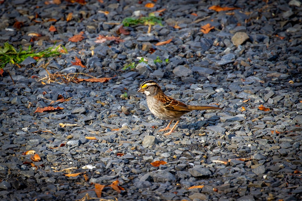 a small bird standing on a gravel road