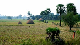 A rural landscape featuring vast agricultural fields, dotted with haystacks. Tall palm trees stand scattered across the fields, and a few small bushes are visible in the foreground. The atmosphere appears serene with the clear sky and expansive greenery.