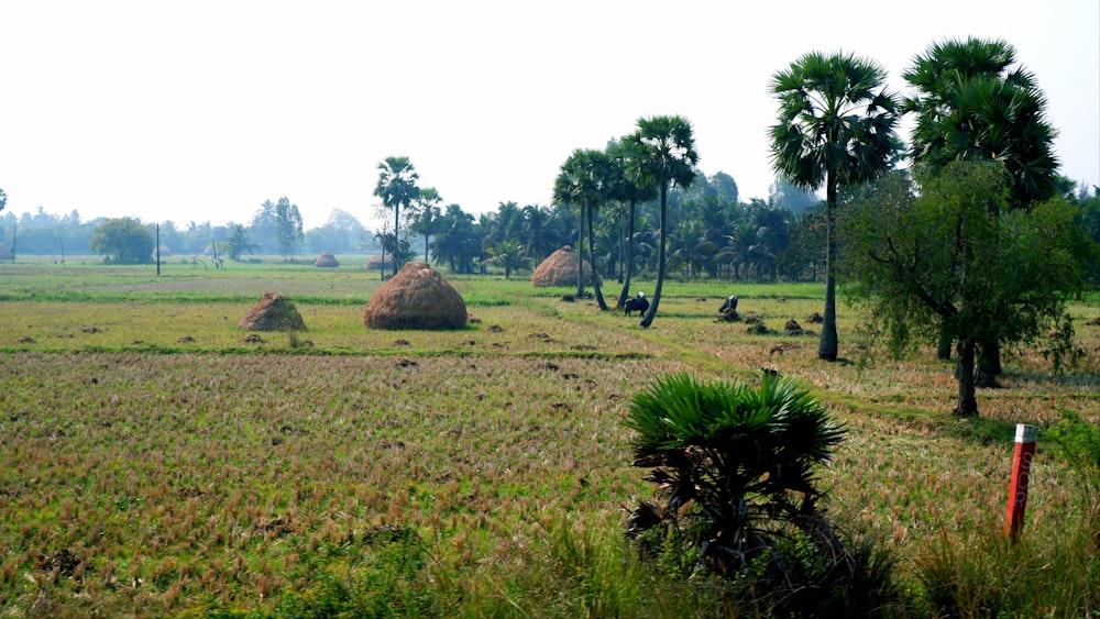 a large field with hay bales in the middle of it