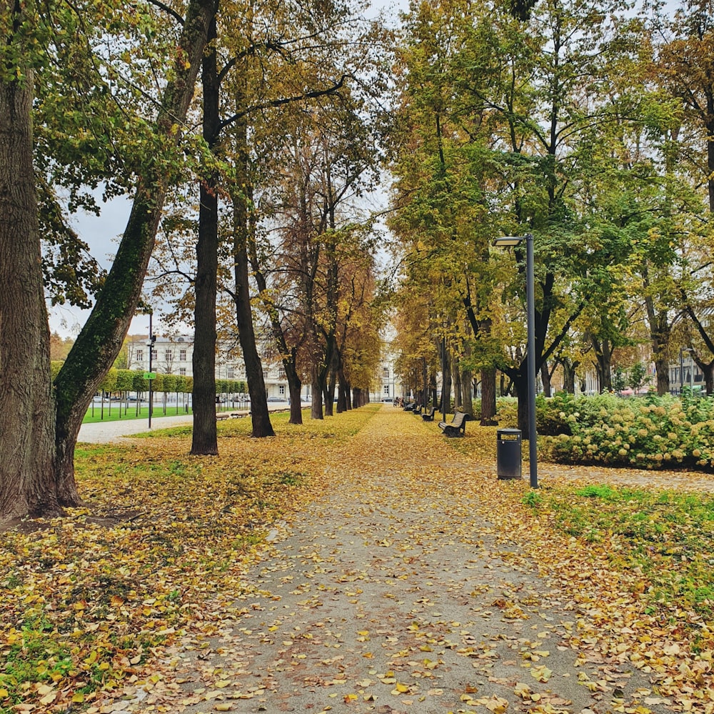 a path in a park with lots of leaves on the ground