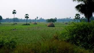 a grassy field with palm trees and hay bales