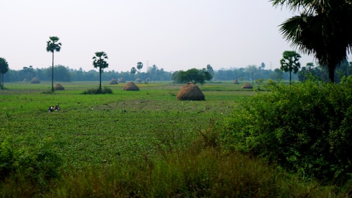 a grassy field with palm trees and hay bales
