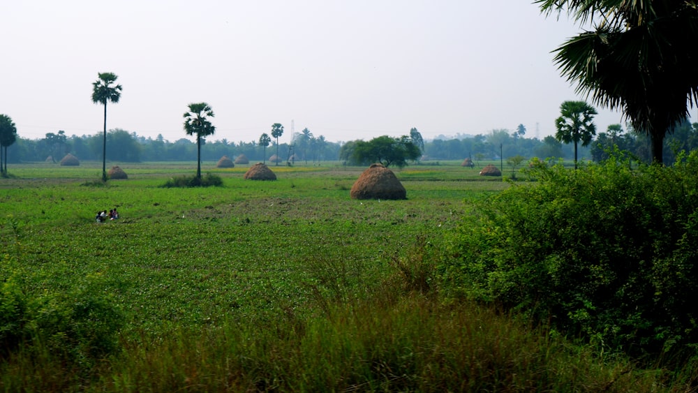 a grassy field with palm trees and hay bales