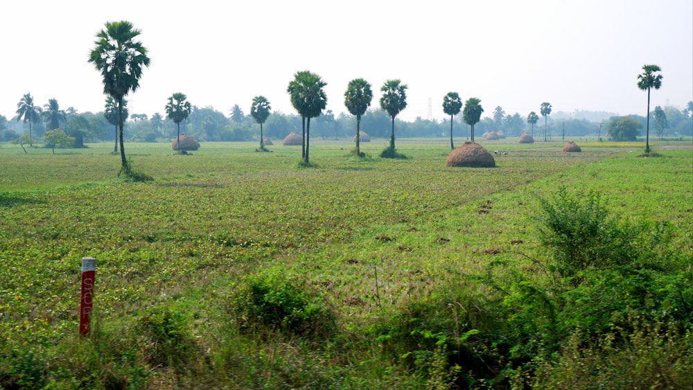 a large field with a bunch of trees in the background