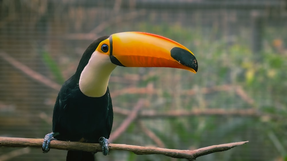 a toucan sitting on a branch in a zoo