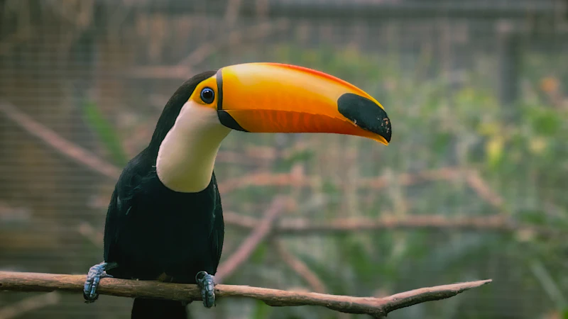 Toco Toucan (Ramphastos toco)