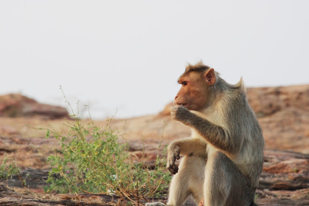 un singe debout sur ses pattes arrière dans le désert