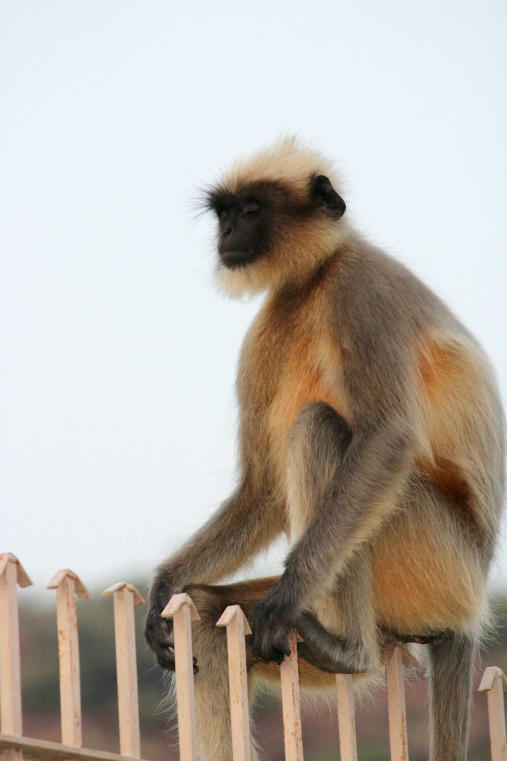 a monkey sitting on top of a wooden fence