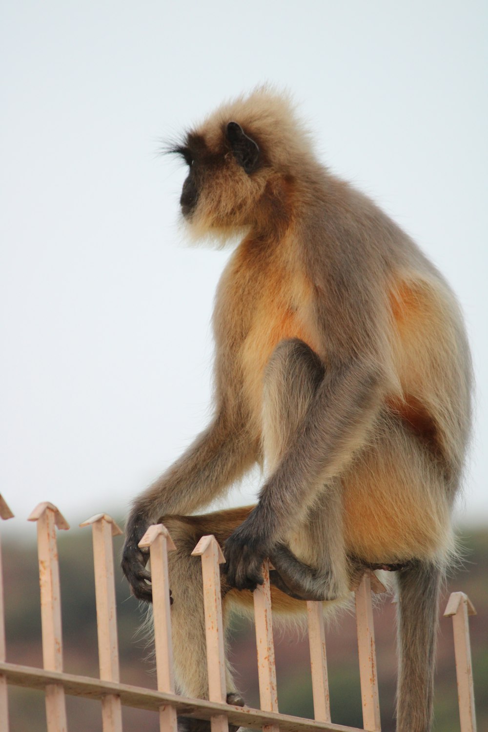 a monkey sitting on top of a wooden fence