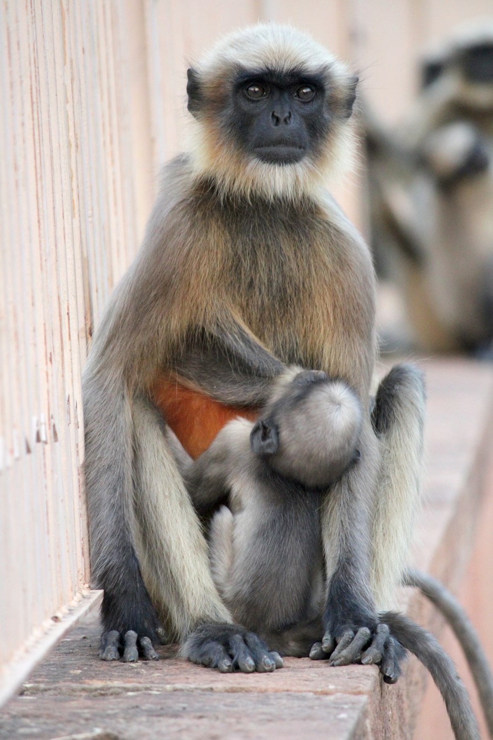 a monkey and its baby sitting on a ledge