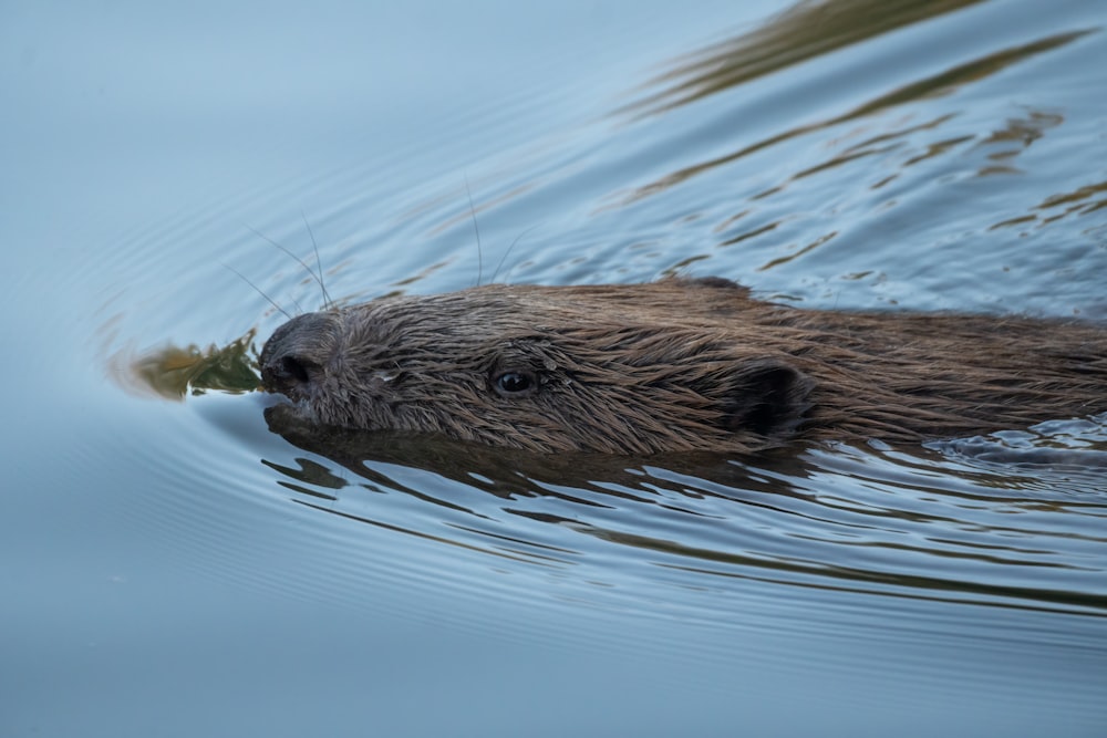 a beaver swimming in the water with a leaf in its mouth