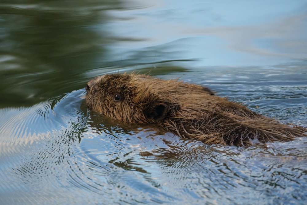 a beaver swimming in a body of water