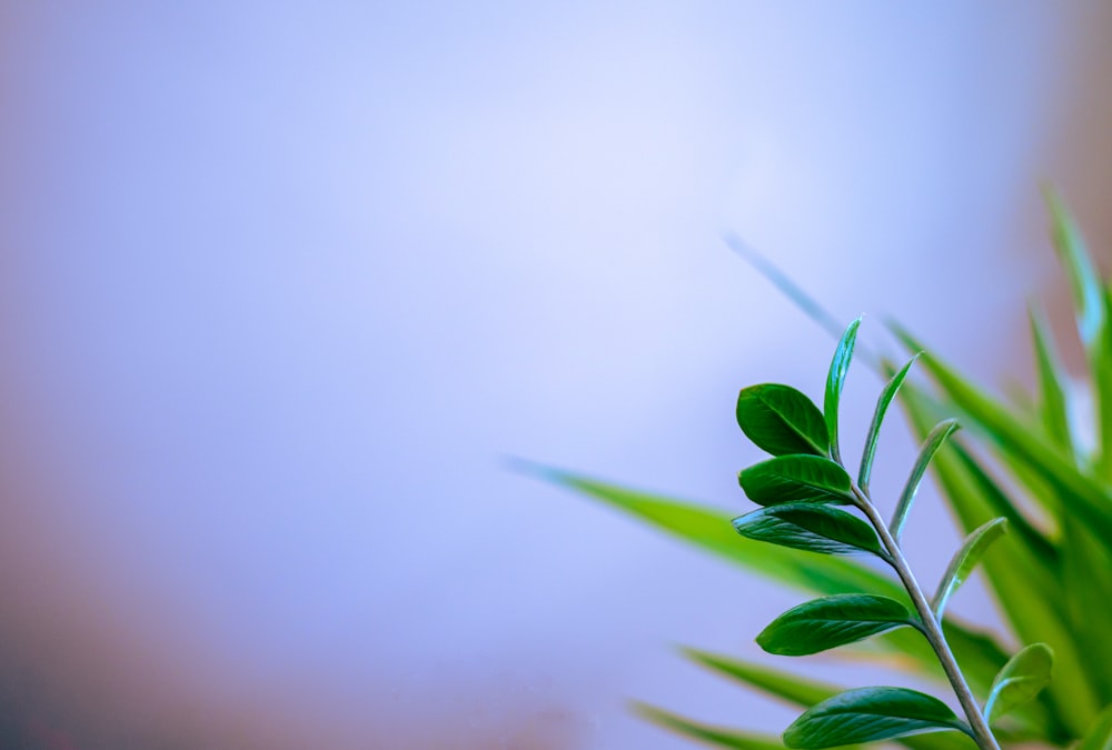 Un primer plano de una planta con un fondo borroso