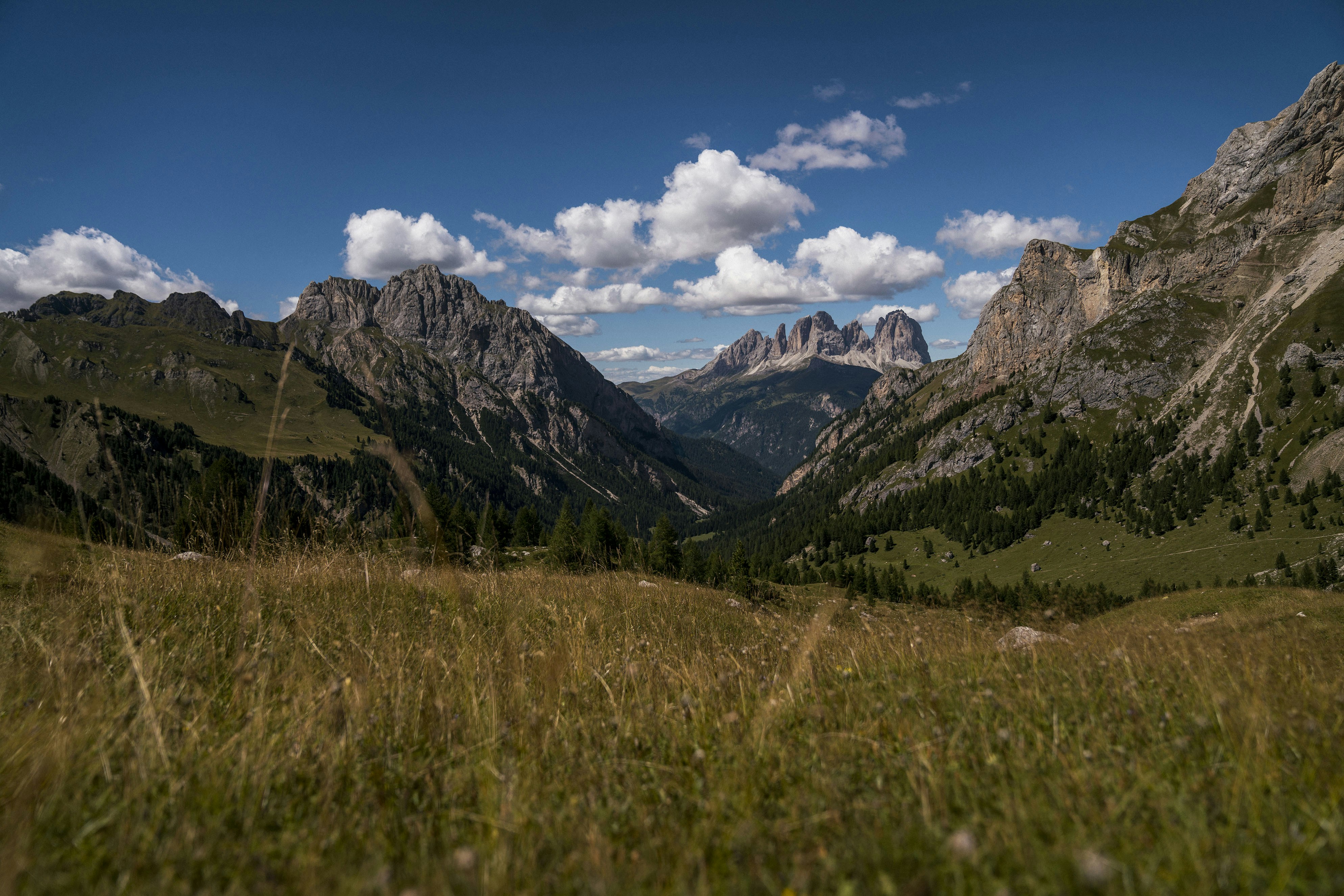a grassy field with mountains in the background