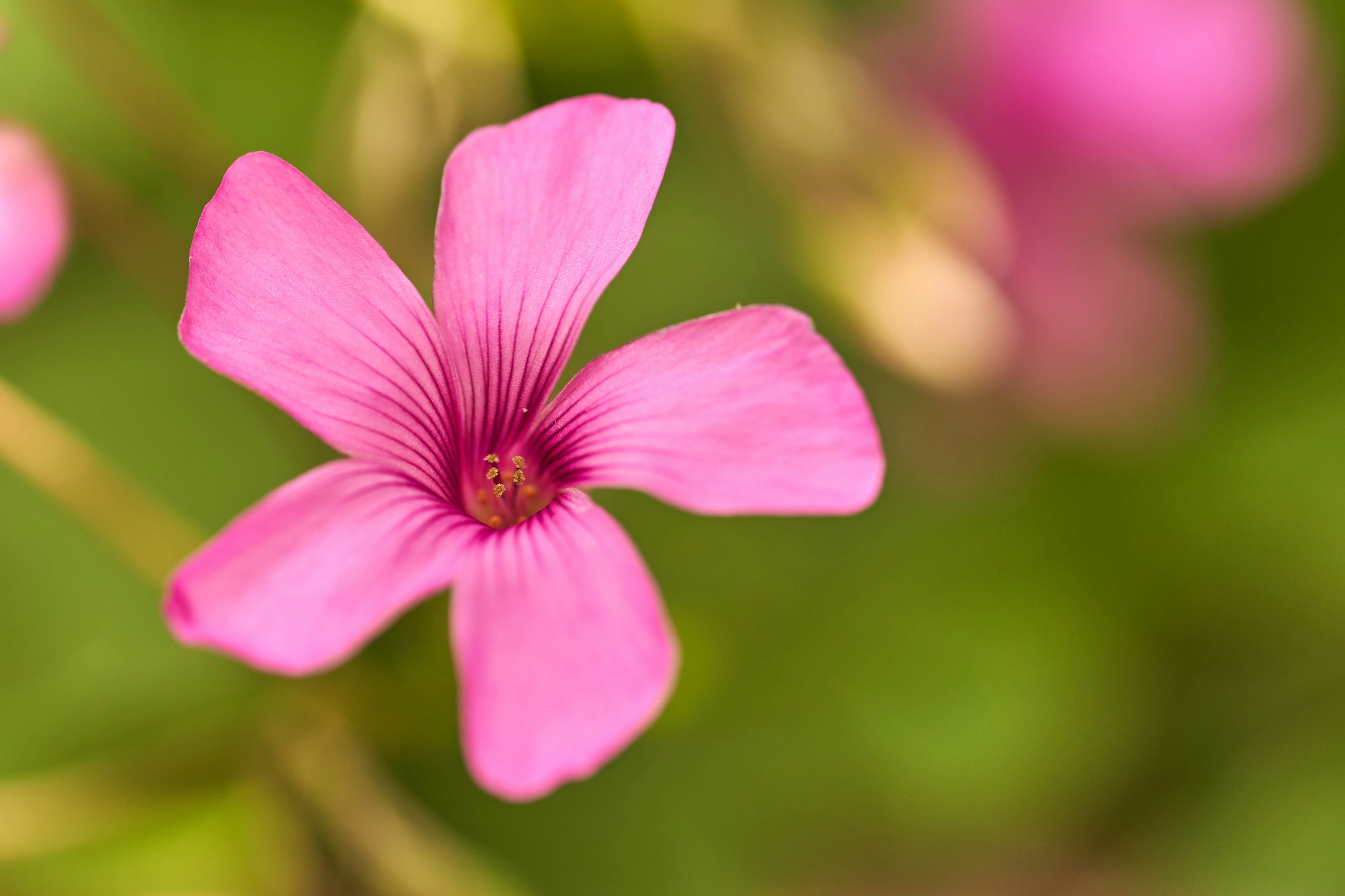 Photo by wolfgang_hasselmann