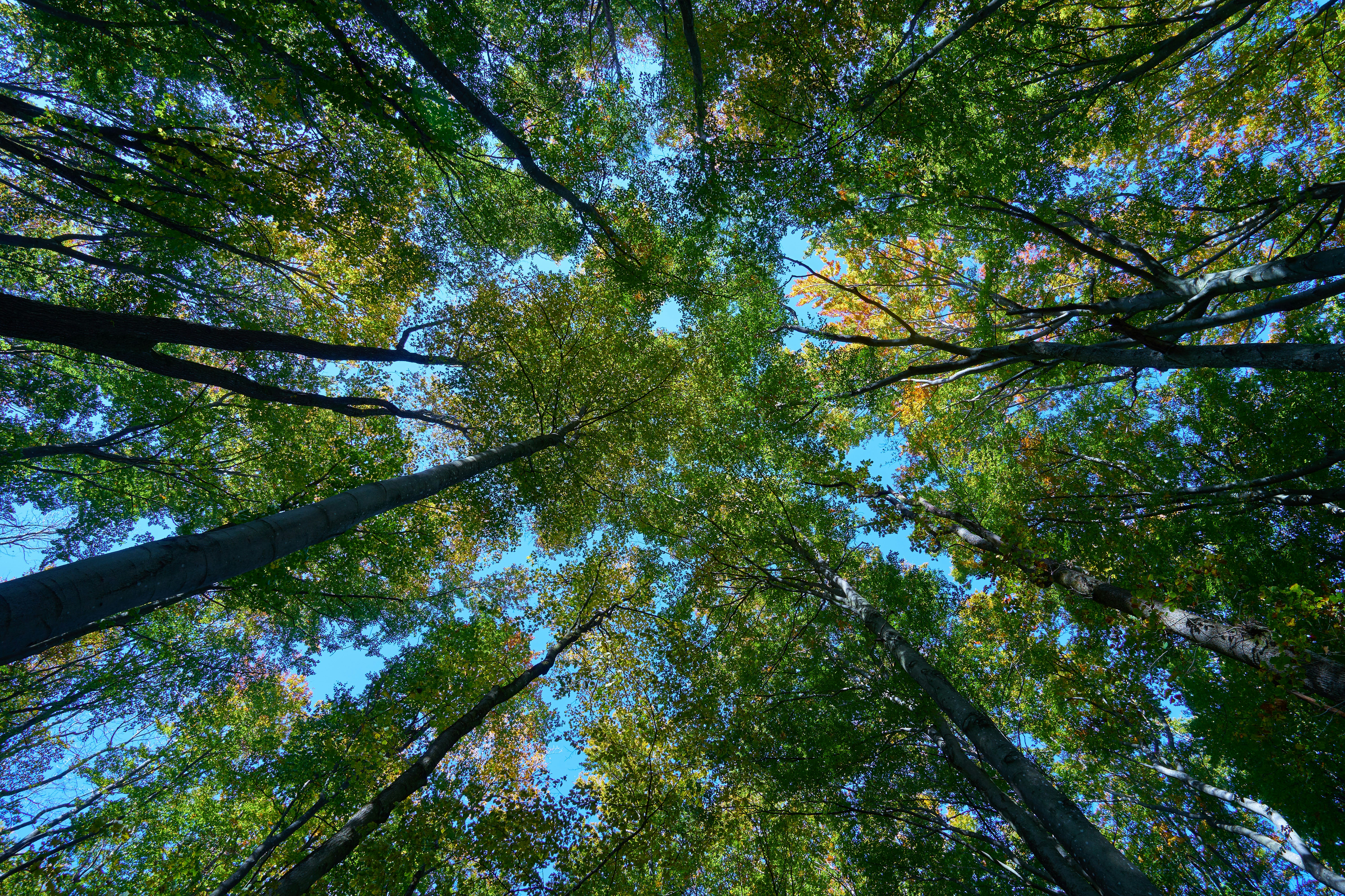 Photo by wolfgang_hasselmann