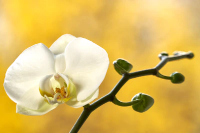 A delicate orchid in full bloom.