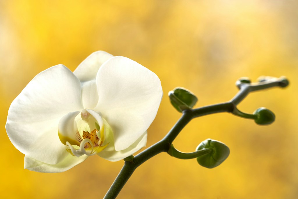 Moon Orchid Painting