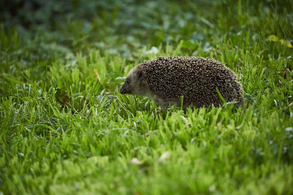 Small hedgehog in motion, mid-stride through a verdant field with visible quills