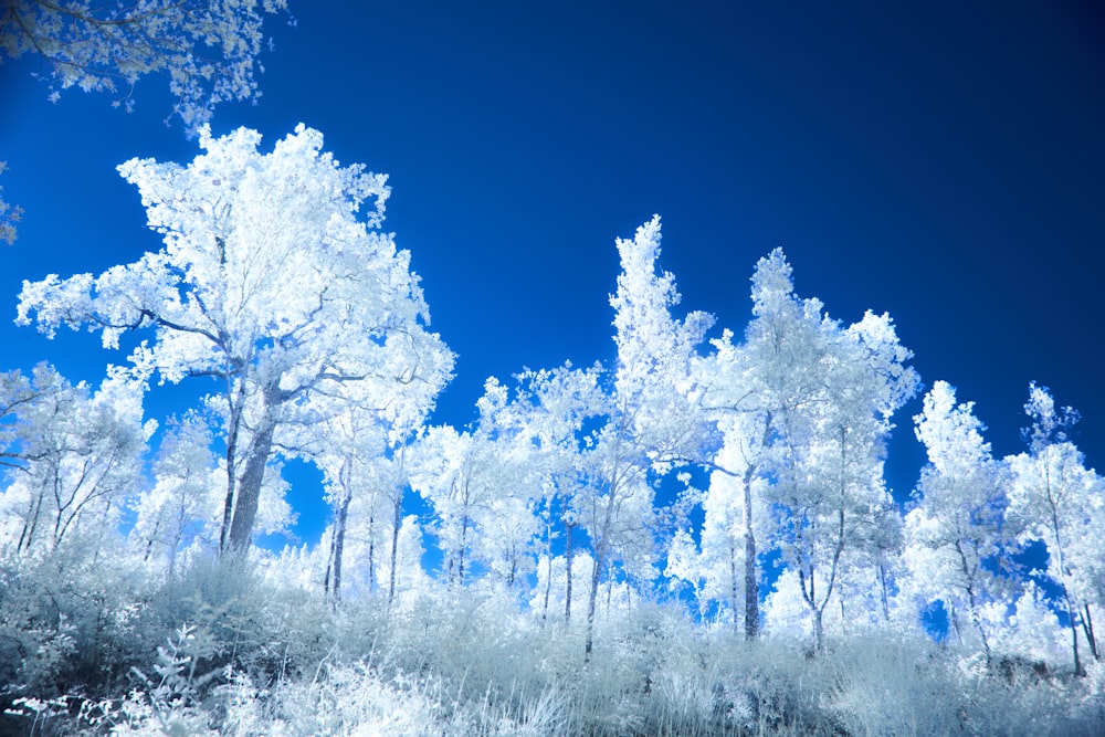 a group of trees that are standing in the grass